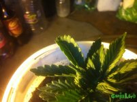 IMG_0782.JPG
