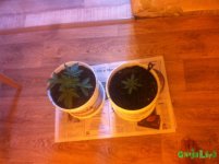 IMG_3510.JPG IMG_3510.JPG