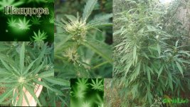 Пандора аут цвет.jpg