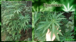 Критикл1 аут вега.jpg