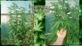 Критикл1 теплица вега.jpg