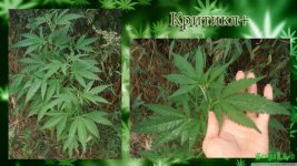 Критикл2 аут вега.jpg