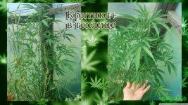 Критикл2 теплица вега.jpg