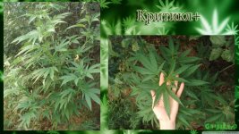 Критикл3 аут вега.jpg