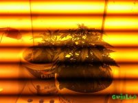IMG_3577.JPG IMG_3577.JPG