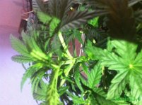 IMG_3580.JPG IMG_3580.JPG