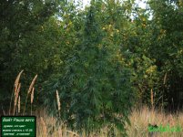 авто елка.jpg