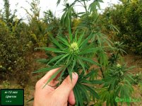 цветок ж13.jpg