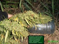 эксперимент 1 голова.jpg