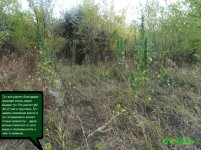 поляна мыслей.jpg