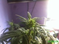 IMG_3607.JPG