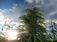 большая бошка 47.jpg