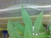 IMG_20160817_220851.jpg