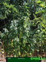 виол и 2 лсд.jpg