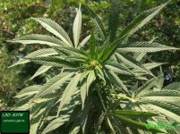 цветок лсд..jpg