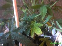 IMG_3657.JPG IMG_3657.JPG