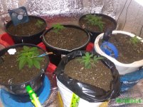 общий вид.jpg