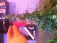 IMG_3683.JPG