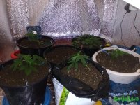 общий вид.jpg