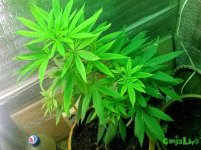 IMG_20160904_000158.jpg