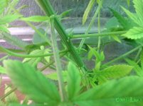 IMG_20160906_235940.jpg