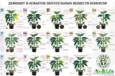 Листья про.jpg