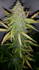 IMG-20160910-WA0013.jpg