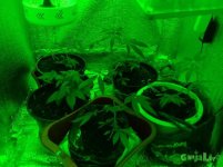 общий вид.jpg