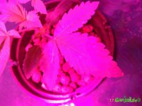 P_20160917_082724_1_p.jpg