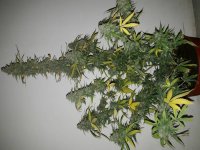 20160917_160308.jpg