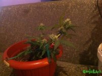IMG_3736.JPG