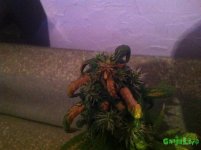 IMG_3738.JPG