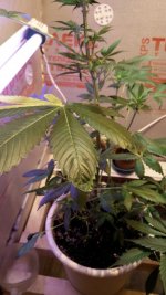IMG_20160924_220426.jpg