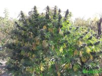 Auto Mexican Airlines (1).jpg