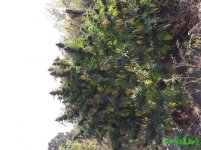 Auto Mexican Airlines (5).jpg