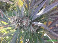 Auto Mexican Airlines 7.jpg