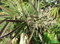 Auto Mexican Airlines 8.jpg