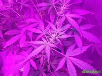 P_20161008_115209_1_p.jpg P_20161008_115209_1_p.jpg