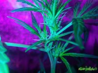 P_20161008_115325_1_p.jpg P_20161008_115325_1_p.jpg
