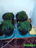 общий вид.jpg