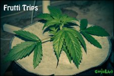 Frutti Trips 21k1v.jpg