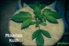 Mountain Kush 21k1v.jpg