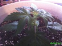 IMG_0032.JPG