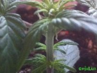 IMG_0033.JPG