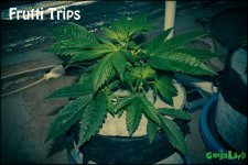 frutti trips 28k8v.jpg