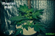 Mountain Kush 28k8v.jpg