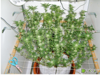 FireShot Capture 169 - A.M.S. стррижка под расчёску. - Трениро_ - https___dzagi.club_forum_ind...png