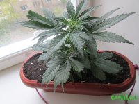 IMG_1790.JPG
