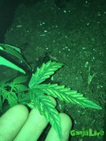 IMG_2016-11-09 00:08:39.jpg