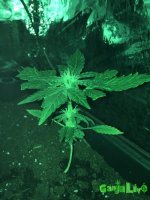 IMG_2016-11-09 00:09:02.jpg